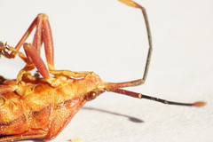 Athaumastus haematicus