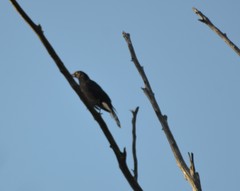 Strepera versicolor melanoptera