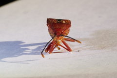 Athaumastus haematicus