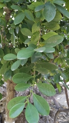 Suregada aequorea
