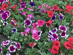 Petunia × atkinsiana