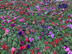 Petunia × atkinsiana