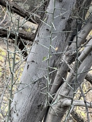 Sarcomphalus obtusifolius canescens