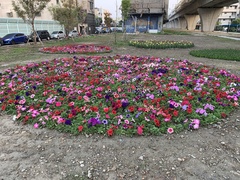Petunia × atkinsiana