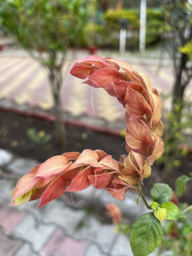 Shrimp plant