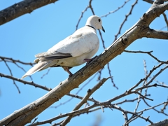 Streptopelia decaocto