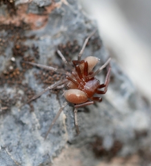 Drassinella