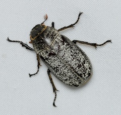 Dermolepida albohirtum