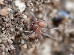 Drassinella