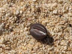 Pseudopusula sanguinea