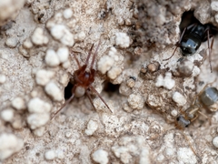 Drassinella
