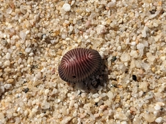 Pseudopusula sanguinea