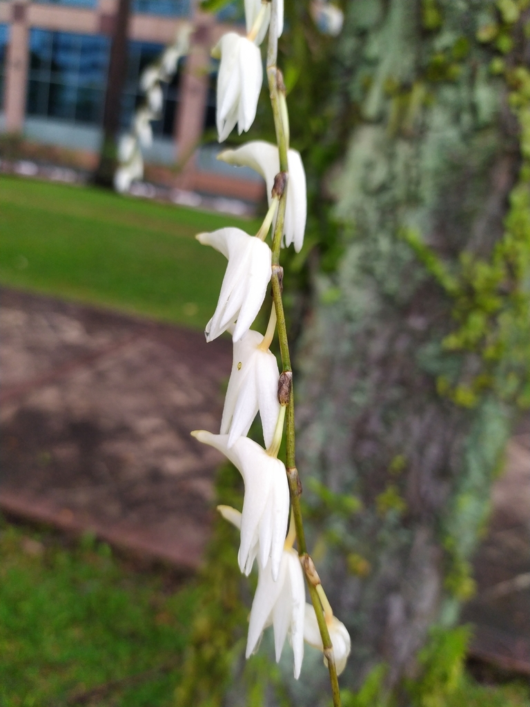 Dendrobium crumenatum Sw. 4