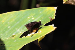 Achlyodes busirus