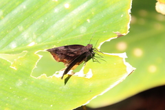 Achlyodes busirus