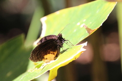 Achlyodes busirus