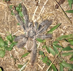 Psalmopoeus