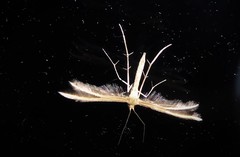 Pterophorus innotatalis