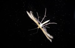 Pterophorus innotatalis