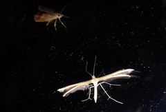 Pterophorus innotatalis