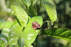 Achlyodes busirus
