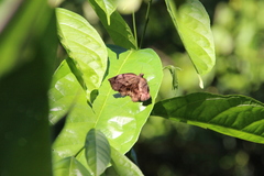 Achlyodes busirus