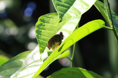 Achlyodes busirus