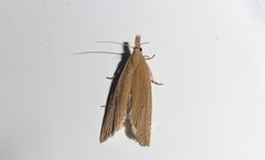 Bactra noteraula