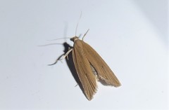 Bactra noteraula