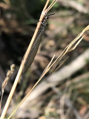 Myrmeleontiformia