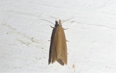 Bactra noteraula