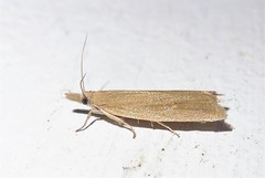 Bactra noteraula