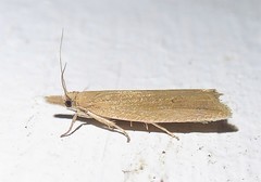 Bactra noteraula