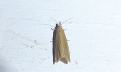 Bactra noteraula