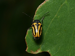 Cadmus australis
