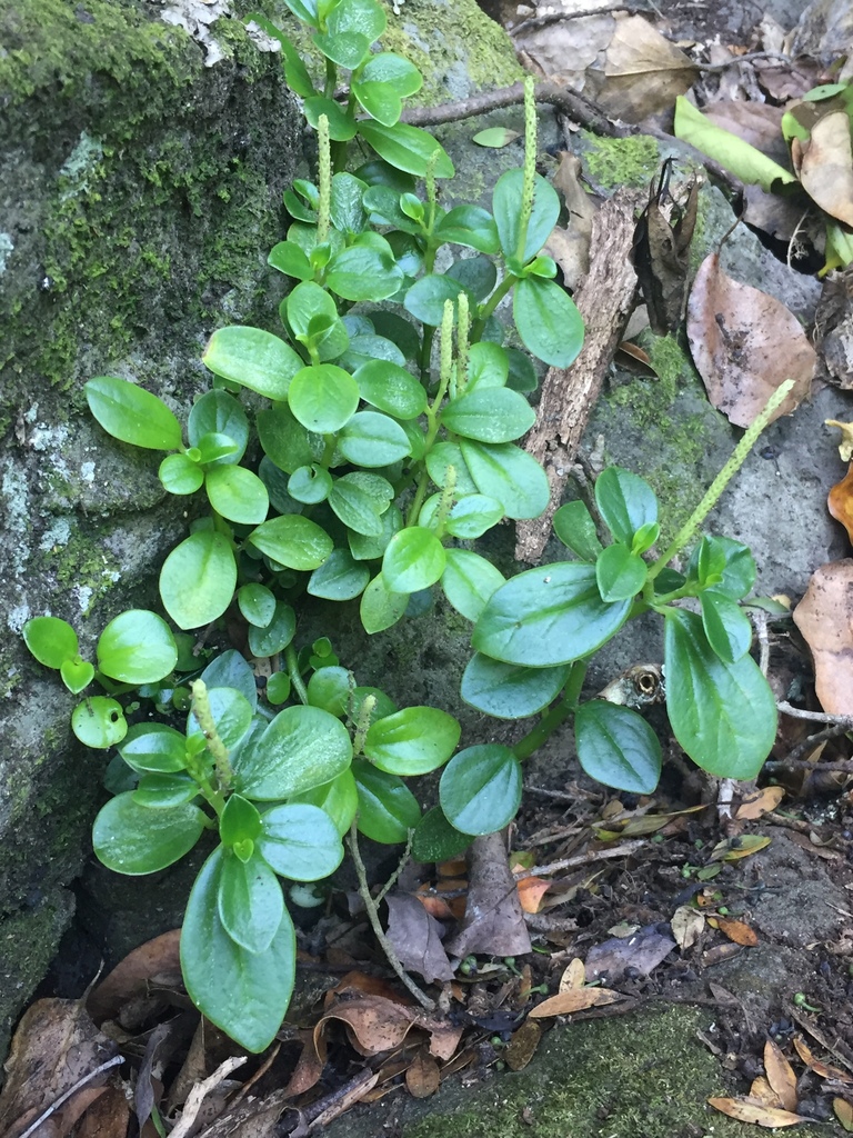 Peperomia urvilleana, Auckland, New Zealand