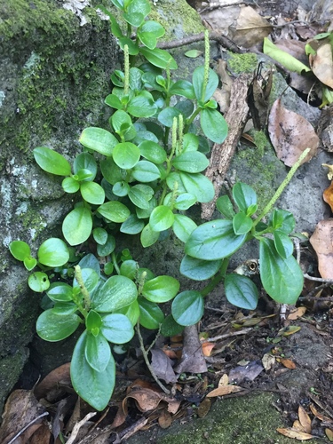 Peperomia urvilleana