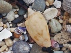 Amoria hunteri