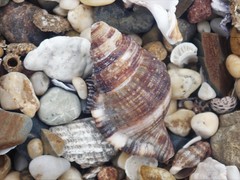Monoplex pilearis