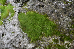 Weissia jamaicensis