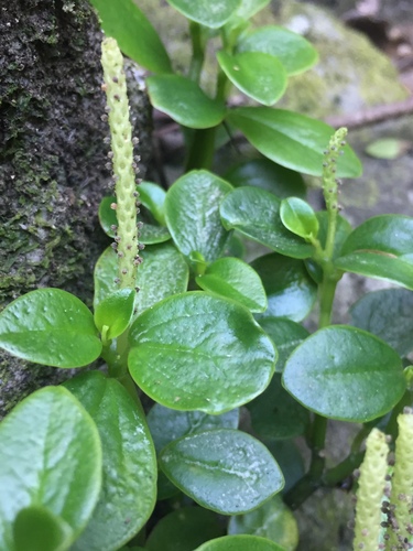 Peperomia urvilleana