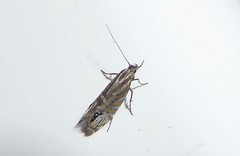 Glyphipterix triselena