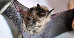 Myotis lavali