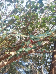 Ficus drupacea