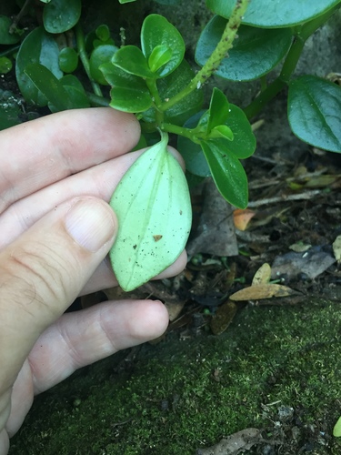 Peperomia urvilleana