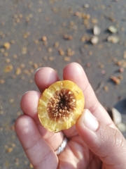 Ficus drupacea