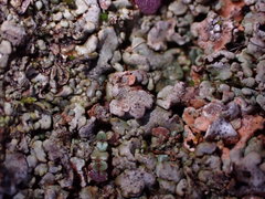 Dermatocarpon leptophyllodes