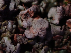 Dermatocarpon leptophyllodes