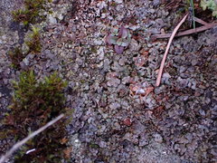 Dermatocarpon leptophyllodes