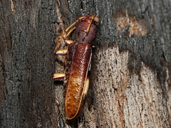 Phacodes
